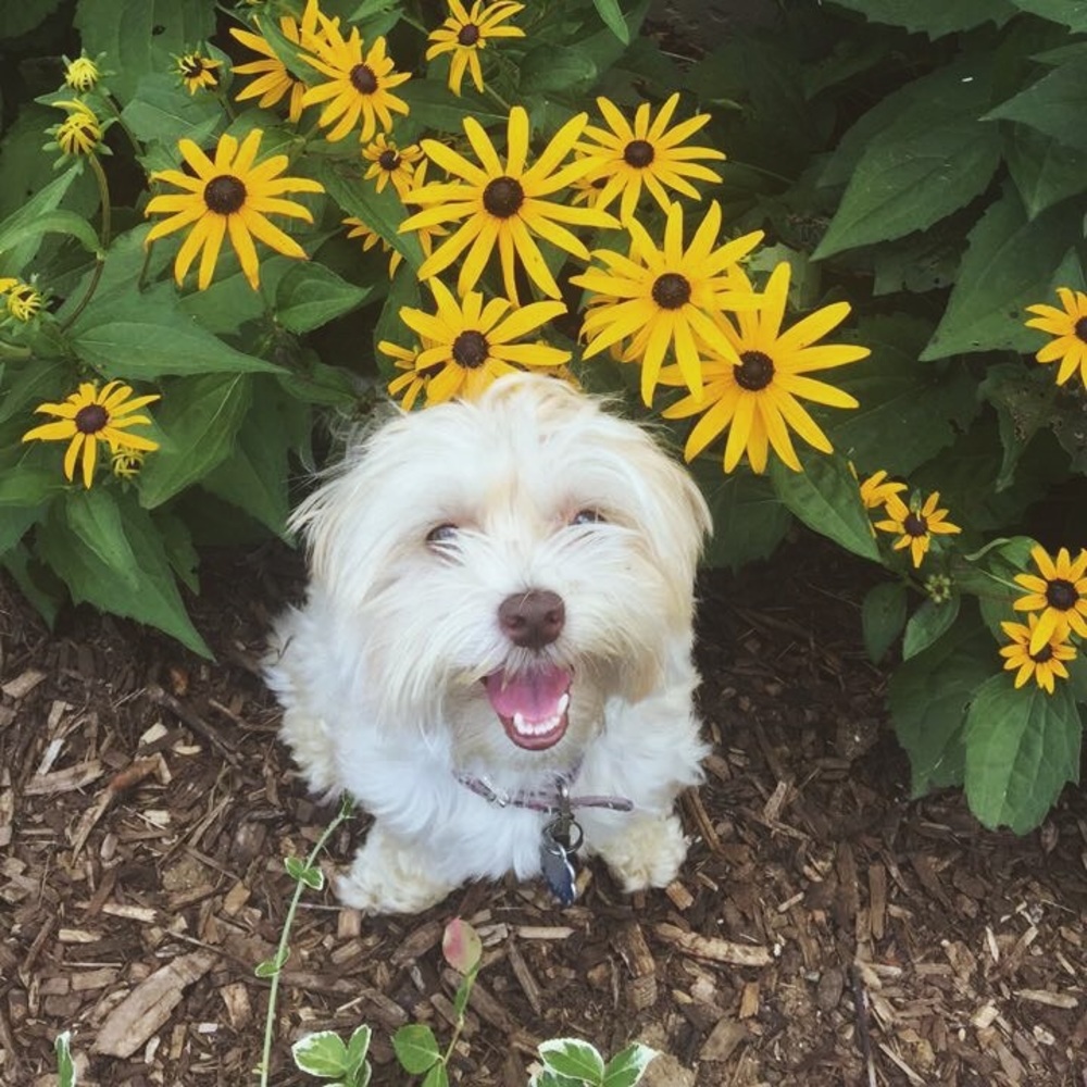 Meet your Posher, Maggie